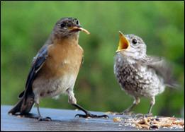 Parent bluebird feeding fledgling