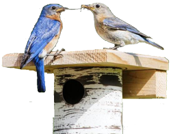do bluebirds travel in flocks