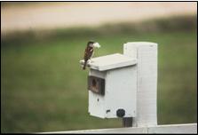 Male sparrows claim nest boxes